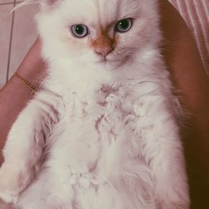 Meet your Posher, Milk